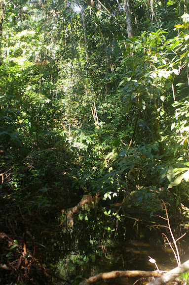 La forêt dans la Fazenda d'Arariba (Ubatuba, SP), 22 février 2011. Photo : J.-M. Gayman