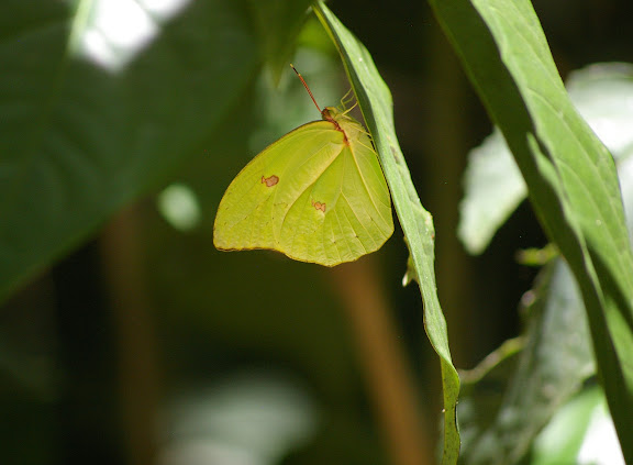 Anteos menippe HÜBNER, (1818), mâle. Arariba (Ubatuba, SP), 22 février 2011. Photo : J.-M. Gayman