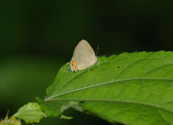 Probablement Calycopis janeirica FELDER, 1862, femelle (ou bien : Calycopis bellera HEWITSON, 1877 ?). Caçandoca (Ubatuba, SP), 23 février 2011. Photo : J.-M. Gayman