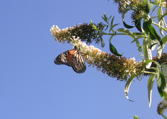 Un (petit) aperçu de la faune australienne - Danaus plexippus LINNAEUS? 1758. Lismore (NSW, Australie), 23 décembre 2004. Photo : J. Michel