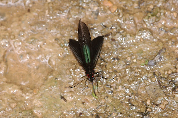 Là où les Andes rencontrent l'Amazonie - Troidini : Parides sesostris sesostris CRAMER, 1779. Explorer's Inn, Tambopata (Madre de Dios, Pérou), 31 décembre 2010. Photo : Meena
