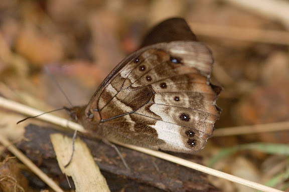Là où les Andes rencontrent l'Amazonie - Satyrini : Pronophilina : Pronophila cordillera WESTWOOD, 1851. Route de Satipo près d'Allapa (Junin, Pérou), 6 janvier 2011. Photo : Meena