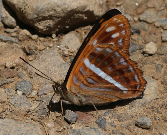Limenitidinae : Adelpha sp. Route de Manu (Madre de Dios), Pantiacolla Lodge, 11 décembre 2008. Photo : Benoit Nabholz
