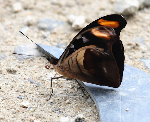 Biblidini : Catonephele chromis DOUBLEDAY, 1848, mâle, verso. Route de Manu (Madre de Dios), Pantiacolla Lodge, 10 décembre 2008. Photo : Benoit Nabholz