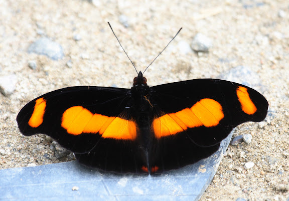 Biblidini : Catonephele chromis DOUBLEDAY, 1848, mâle. Route de Manu (Madre de Dios), Pantiacolla Lodge, 10 décembre 2008. Photo : Benoit Nabholz