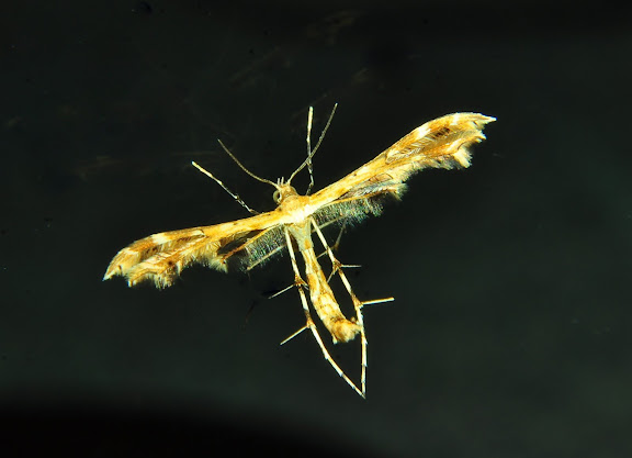 Pterophoridae : Sphenarches anisodactylus WALKER, 1864. Umina Beach (New South Wales, Australie), 29 mars 2011. Photo : Barbara Kedzierski