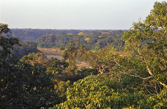 Là où les Andes rencontrent l'Amazonie - La Tambopata et la canopée à Pousada Amazonas, août 2004. Photo : J.-M. Gayman