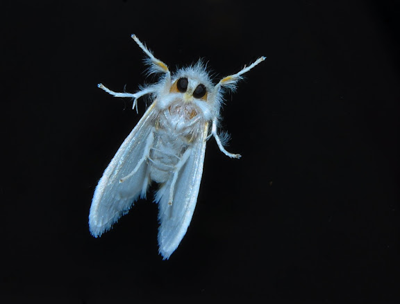 Lymantriidae ; probablement : Acyphas chionitis TURNER, 1902. Umina Beach (New South Wales, Australie), 1er avril 2011. Photo : Barbara Kedzierski