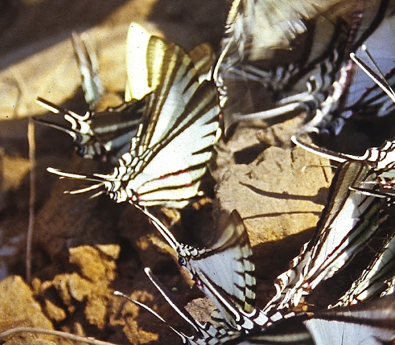 Là où les Andes rencontrent l'Amazonie - Leptocircini : Eurytides agesilaus autosilaus BATES, 1861. Cette espèce se distingue des autres présentes sur la photo par l'étroitesse de la zone transparente apicale (AA) et l'emplacement de la bande rouge (AP, revers) à l'intérieur de la bande noire. Rive de la Tambopata, TRC, août 2004. Photo : J.-M. Gayman