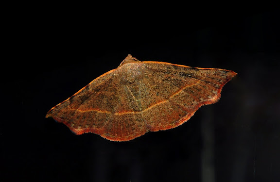 Noctuidae : Acontiinae : Sophta concavata WALKER, [1863]. Umina Beach (NSW, Australie), 26 avril 2011. Photo : Barbara Kedzierski