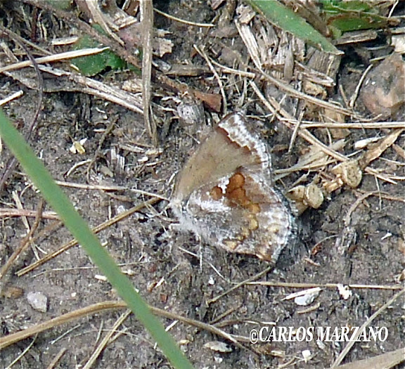 Strymon bazochii GODART, 1824. Villa Amancay, Cordoba (24 avril 2011). Photo : Carlos Marzano