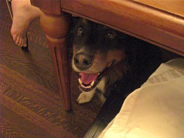 Cooper under the table