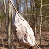 Cecropia moth (cocoon)