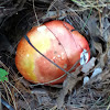 Caesar's mushroom (young specimen)