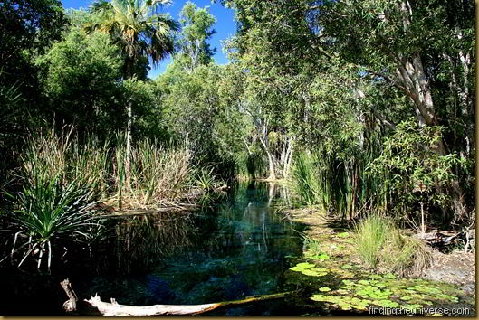 The thermal waters of Bitter Springs - Mataranka - Northern Territory - Australia