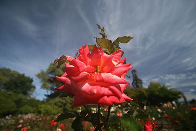 [Rose[3].jpg]