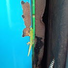 Gold dust day gecko