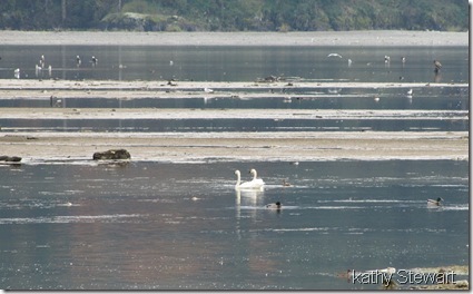Tundra Swans at log bay