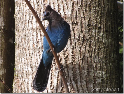 Steller's Jay