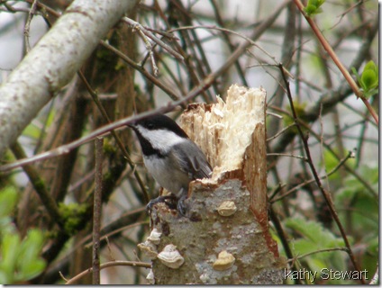 Chickadee at nest site