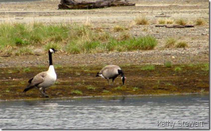 Geese grazing