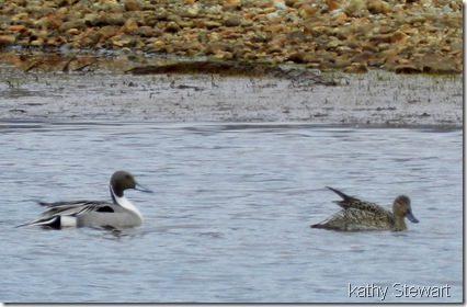 Pair of Pintails
