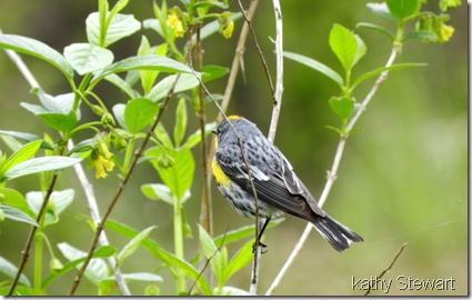 Yellow Rump Warbler in Black Twin Berry bush