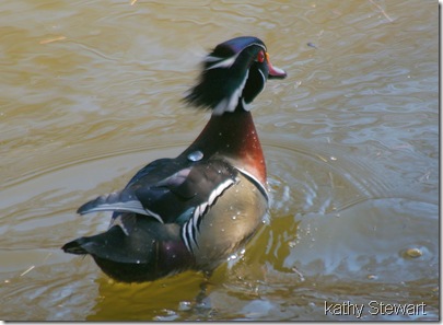 Male leaving