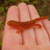 Eastern Red Spotted Newt