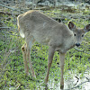 White-tailed deer -Doe