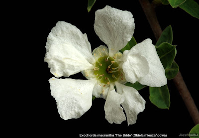 Exochorda macrantha 'The Bride' flower - Obiela mieszańcowa kwiat