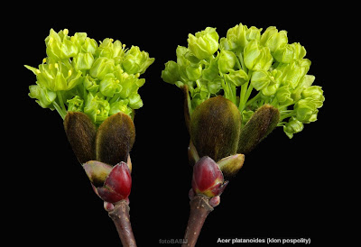 Acer platanoides inflorescence - Klon pospolity kwiatostan