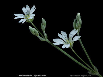 Cerastium arvense flower - Rogownica polna kwiaty
