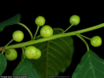 Frangula alnus young fruit - Kruszyna pospolita młode owoce