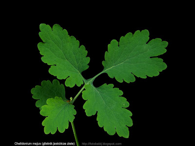 Chelidonium majus leaf - Glistnik jaskółcze ziele liść 