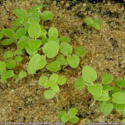 Origanum vulgare seeds - Lebiodka pospolita, oregano siewki