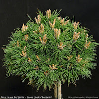 Pinus mugo 'Benjamin' - Sosna górska 'Benjamin'