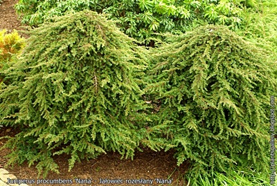 Juniperus procumbens 'Nana' - Jałowiec rozesłany 'Nana'