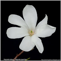 Magnolia kobus - Magnolia japońska