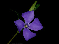 Vinca minor 4-petaled flower - Barwinek pospolity kwiat czteropłatkowy