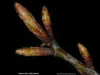 Quercus rubra Leaf buds - Dąb czerwony pąki liściowe