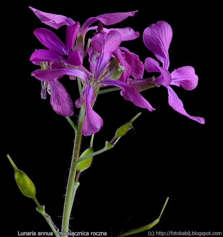 Lunaria annua flowers - Miesiącznica roczna kwiaty