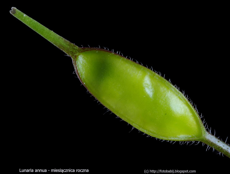 Lunaria fruit - Miesiącznica roczna owoc