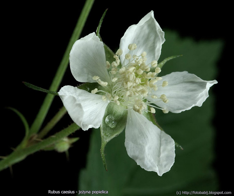 Rubus caesius flower - Jeżyna popielica kwiat