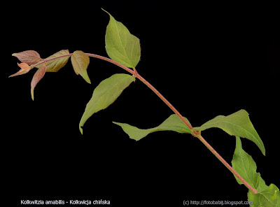 Kolkwitzia amabilis - Kolkwicja chińska