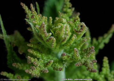 Urtica dioica - Pokrzywa zwyczajna