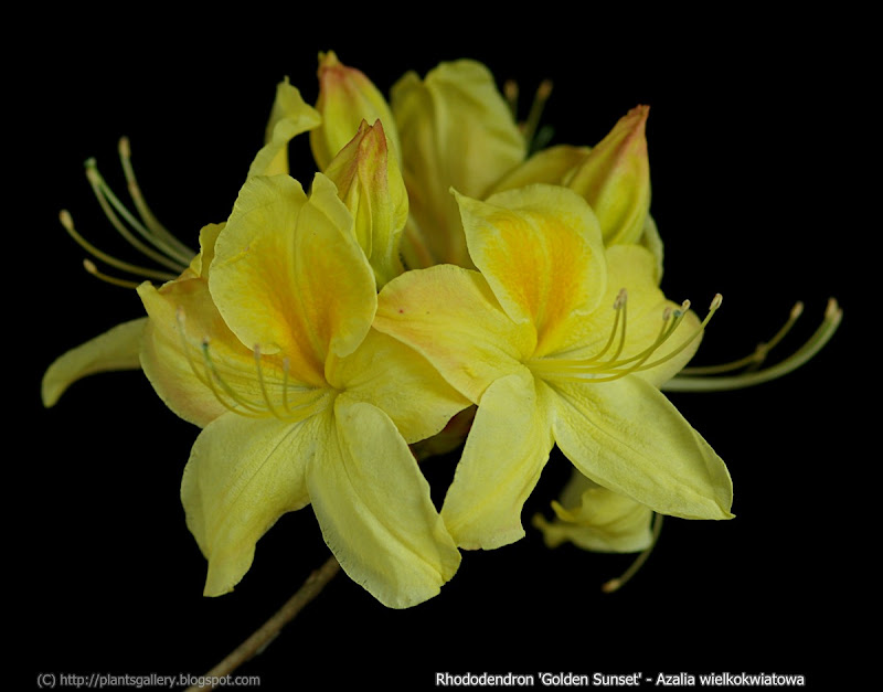 Rhododendron 'Golden Sunset' - Azalia wielkokwiatowa
