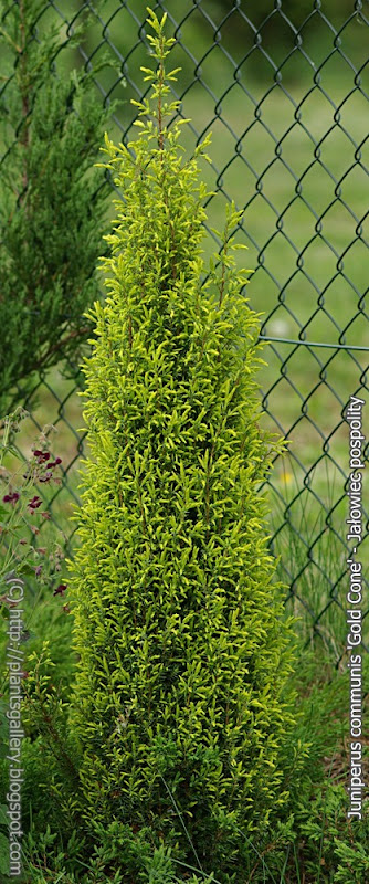 Juniperus communis 'Gold Cone' - Jałowiec pospolity odm. 'Gold Cone' 
syn.  Juniperus communis 'Suecica Aurea'
