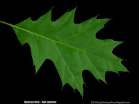 Quercus rubra leaf - Dąb czerwony liść