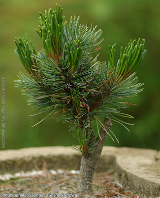 Pinus pumila 'Saentis' - Sosna karłowa 'Saentis' 